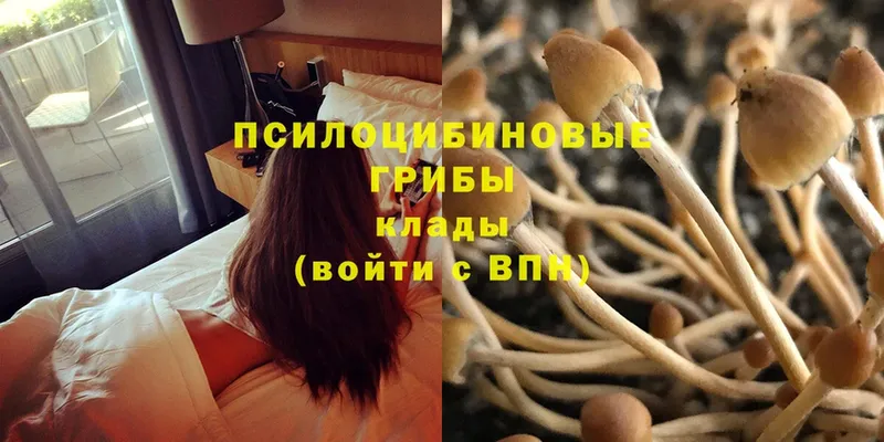 Галлюциногенные грибы Psilocybine cubensis  где купить наркоту  Кохма 